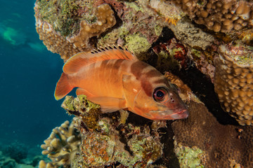 Fish swim in the Red Sea, colorful fish, Eilat Israel