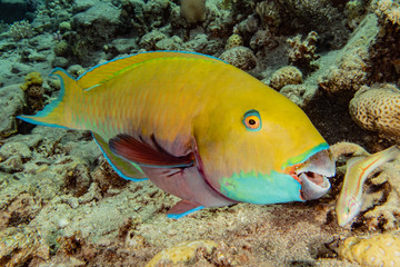 Fish swim in the Red Sea, colorful fish, Eilat Israel