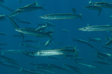 Naklejka premium Fish swim in the Red Sea, colorful fish, Eilat Israel