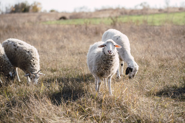 Herd of sheep grazing in the meadow. Domestic animals. Rural scene. Outdoor farming