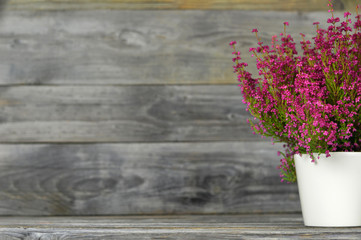 Erica flower plant in pot on wood background with copy space