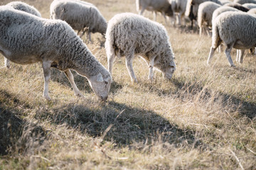 Obraz na płótnie Canvas Flock of sheep graze at meadow. Countryside life, domestic animals, nature concept
