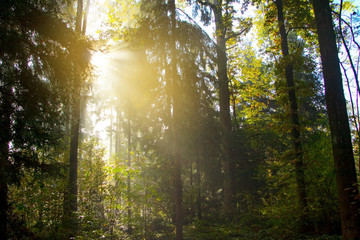 Sunrays glowing during sunrise after a foggy night in the forrest