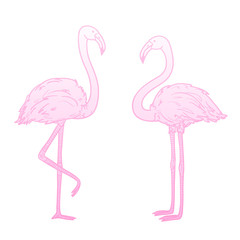 Flamingos on isolated white. Colored cartoon birds. Illustration for polygraphy, banners, t-shirts and textiles