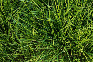 closeup of green grass background