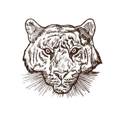 Tiger portrait, hand drawn doodle, sketch in vintage gravure style, vector illustration