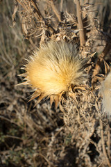 Dead Artichoke Thistle dried out at end of Autumn.