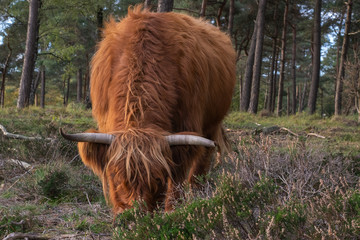 Scottish highlander at Mookerheide