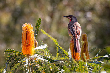 Close up of Australian Red Wattle Bird perched on brilliant yellow Banksia flower