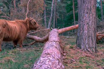 Scottish highlander at Mookerheide