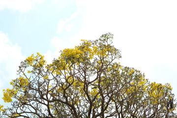 Yellow flowers in the background of the sky