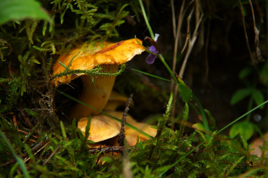chanterelle mushroom in forest