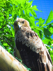 Un aigle nous regarde sur sa branche