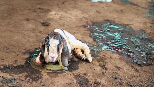 cute of newborn goat with amniotic fluid lieing on the ground
