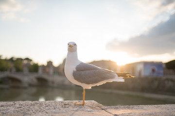 One Seagull standing on the floor by one leg