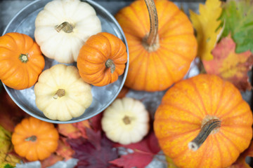 Overhead view of tray of assorted pumpkins -autumn background