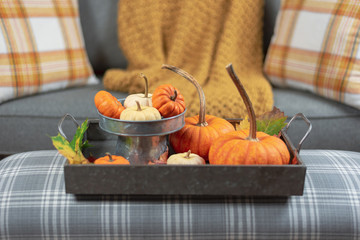 Cozy home decor with tray of assorted pumpkins - obrazy, fototapety, plakaty