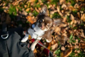  Chocolate chihuahua puppy posing in autumn in the park