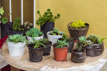 plants in pots