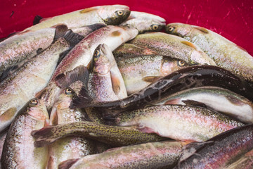 A bucket full of trout for sale