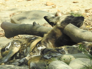 Sleepy Painted Dog