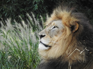 Lion Strength