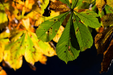 Kastanienblätter im Gegenlicht