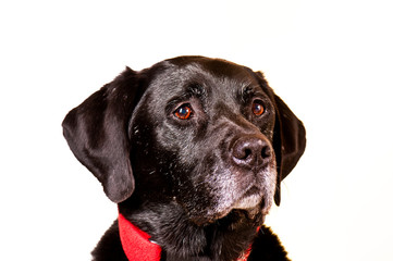 Obraz premium Labrador-Portrait mit weißem Hintergrund