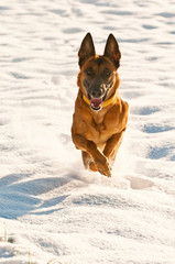 Malinois laufend
