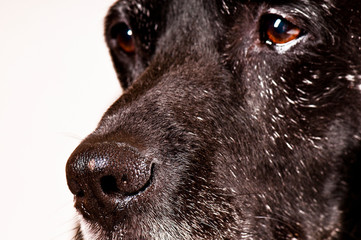 Labrador-Nahaufnahme- Nase