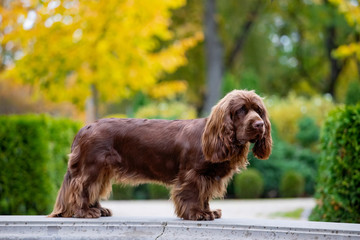 Adorable young brown Sussex Spaniel posing in a park