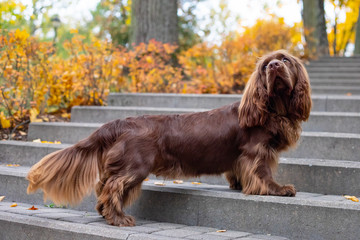 Adorable young brown Sussex Spaniel posing in a park
