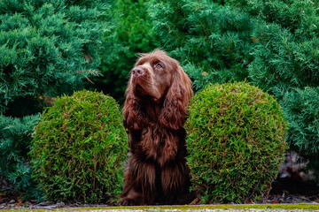 Adorable young brown Sussex Spaniel posing in a park