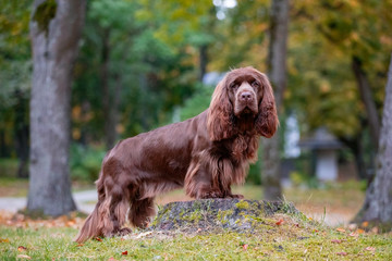 Adorable young brown Sussex Spaniel posing in a park
