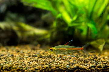 tetra growlight (Hemigrammus Erythrozonus) in a fish tank