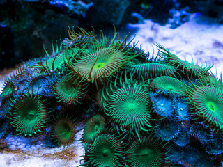 Obraz premium green palythoa (soft coral) in a reef aquarium