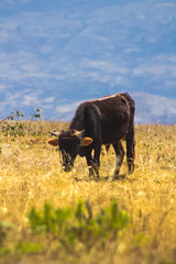 Naklejka na ściany i meble A black bull eating grass with a background of a mountain