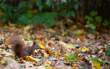 autumn leaves in forest, squirrel in autumn leaves