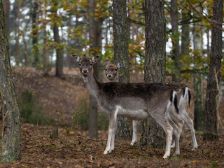 fallow deer in the forest