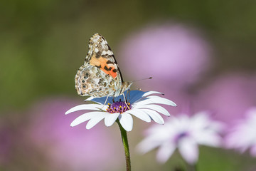 butterfly on flower