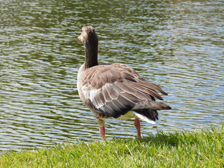 Domestic goose walk and graze on water
