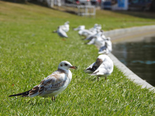 Seagulls standing on green grass in park