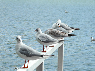 seagulls stay in line on wooden docks