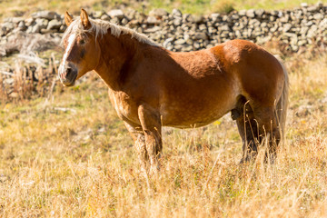 Horses in Incles, Canillo, Andorra.