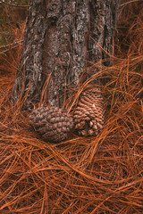 A few pines on the ground in front a trunk