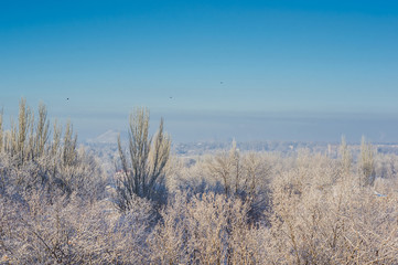 Winter urban frosty landscape - snow covered trees on foggy background