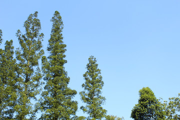 tree and blue sky