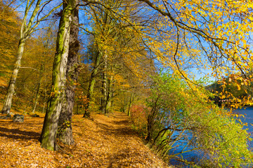 Colorful autumn Nature with old big Trees about River Sazava in Central Bohemia, Czech Republic