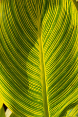 Naklejka na ściany i meble Closeup of green striped leaf in autumn