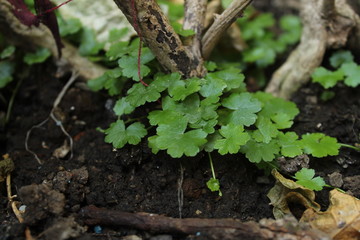 green plant in the garden